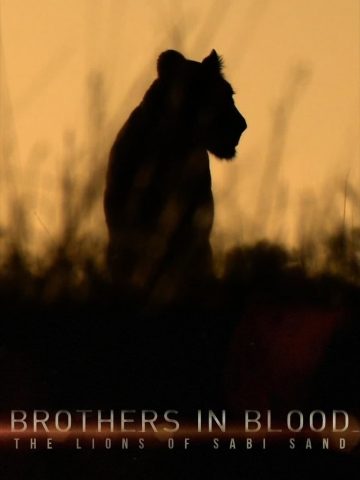 Brothers in Blood: The Lions of Sabi Sand